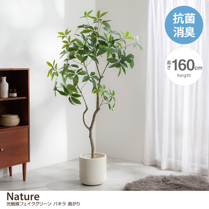 【高さ160cm】光触媒人工観葉植物 パキラ 曲がり
