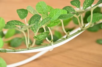 画像ギャラリー-4