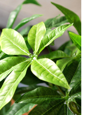 画像ギャラリー-2