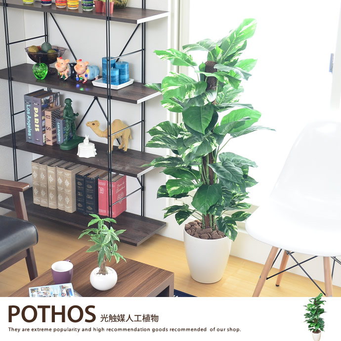 G ポトス1 2 観葉植物 家具 インテリア通販は家具350 公式