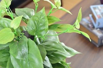 画像ギャラリー-2