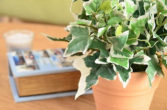 画像ギャラリー-2