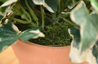 画像ギャラリー-2