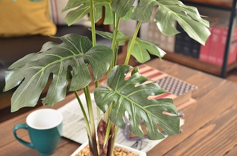 画像ギャラリー-2