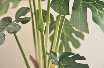 画像ギャラリー-2