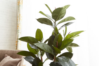 画像ギャラリー-3