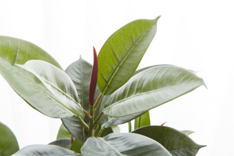 画像ギャラリー-4