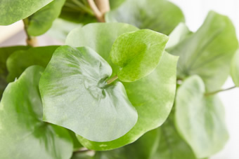 画像ギャラリー-4