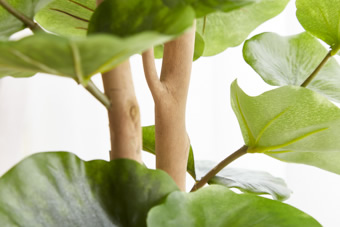 画像ギャラリー-5