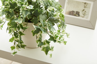 画像ギャラリー-3