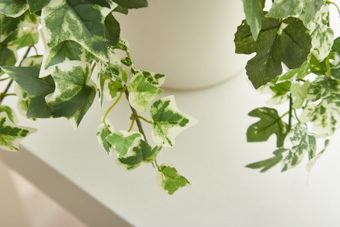 画像ギャラリー-5