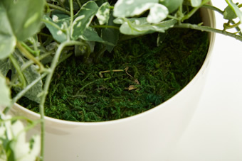 画像ギャラリー-4