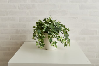 画像ギャラリー-5