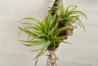 画像ギャラリー-3