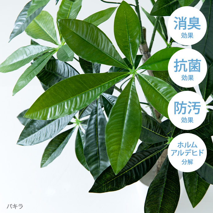 空気を綺麗にする光触媒の葉