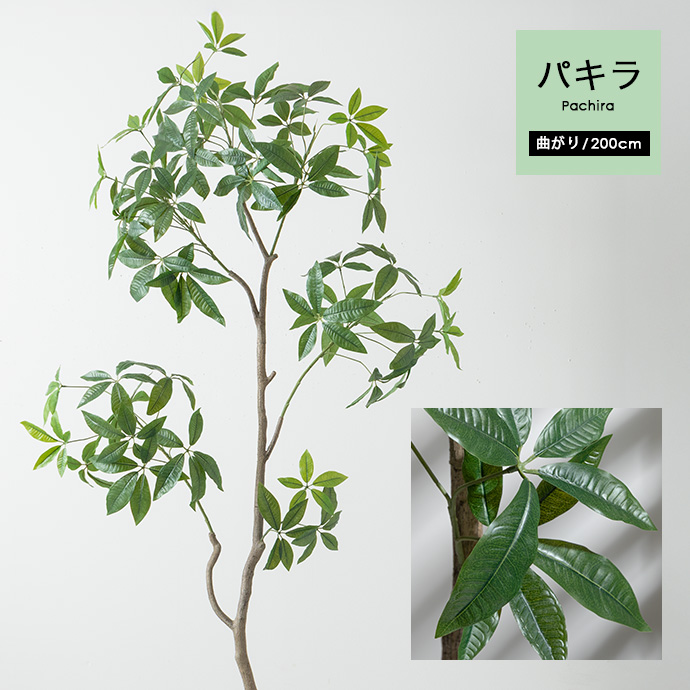 抜け感があり、美しいシルエットの『パキラ』
