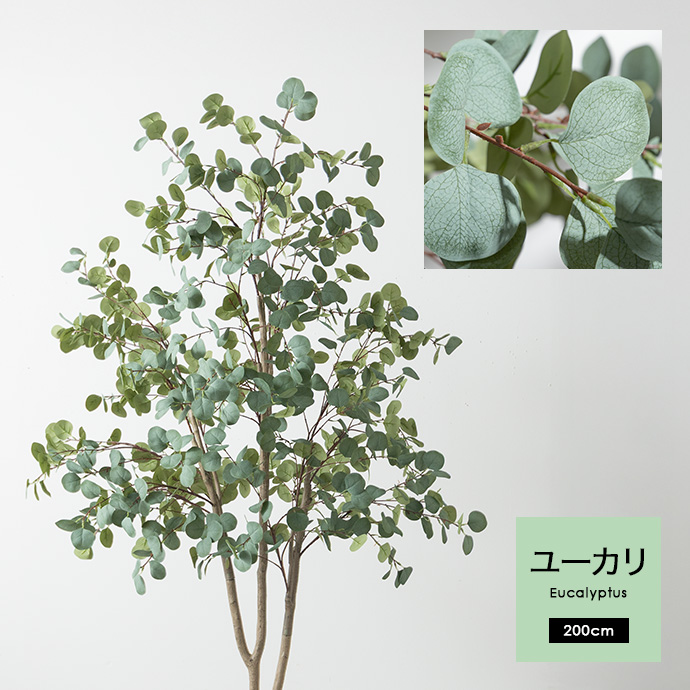 お部屋に馴染むシルバーリーフの『ユーカリ』