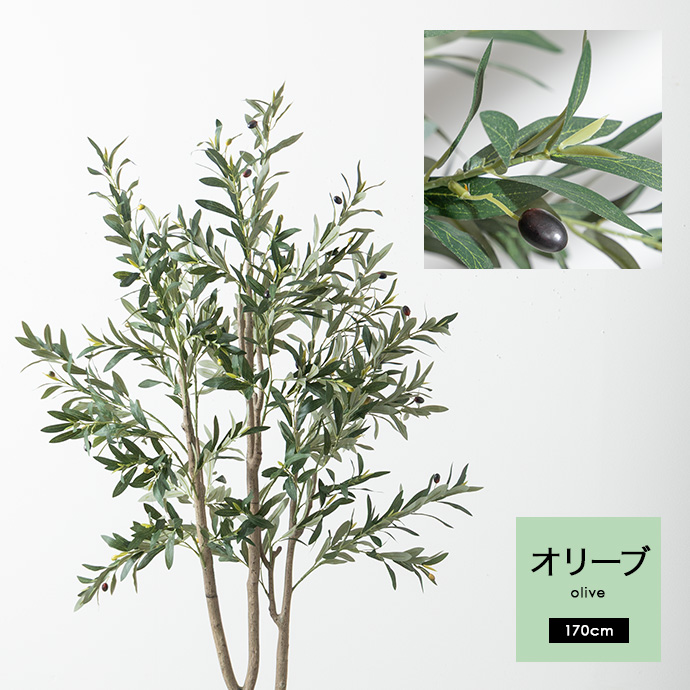 鮮やかな葉と丸くかわいい実が印象的な『オリーブ』
